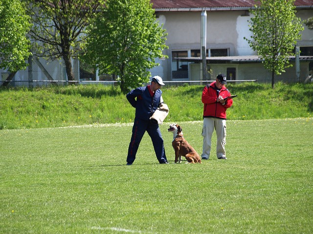 www.atibox.net * www.euroboxer.eu * www.boxergenealogia.eu